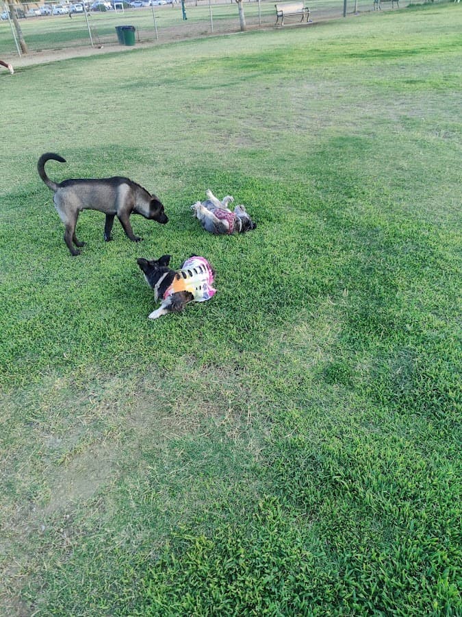 PetSmart Dog Park