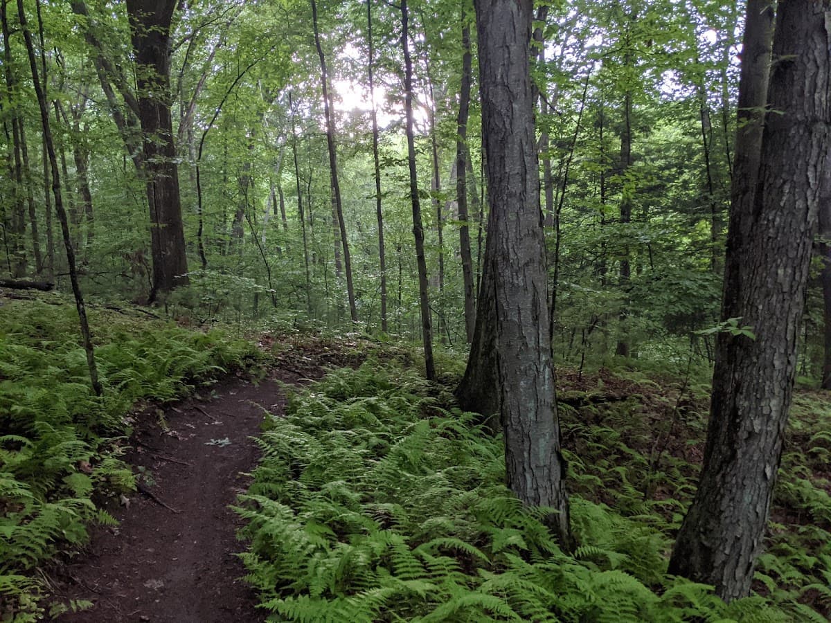 Robinson State Park