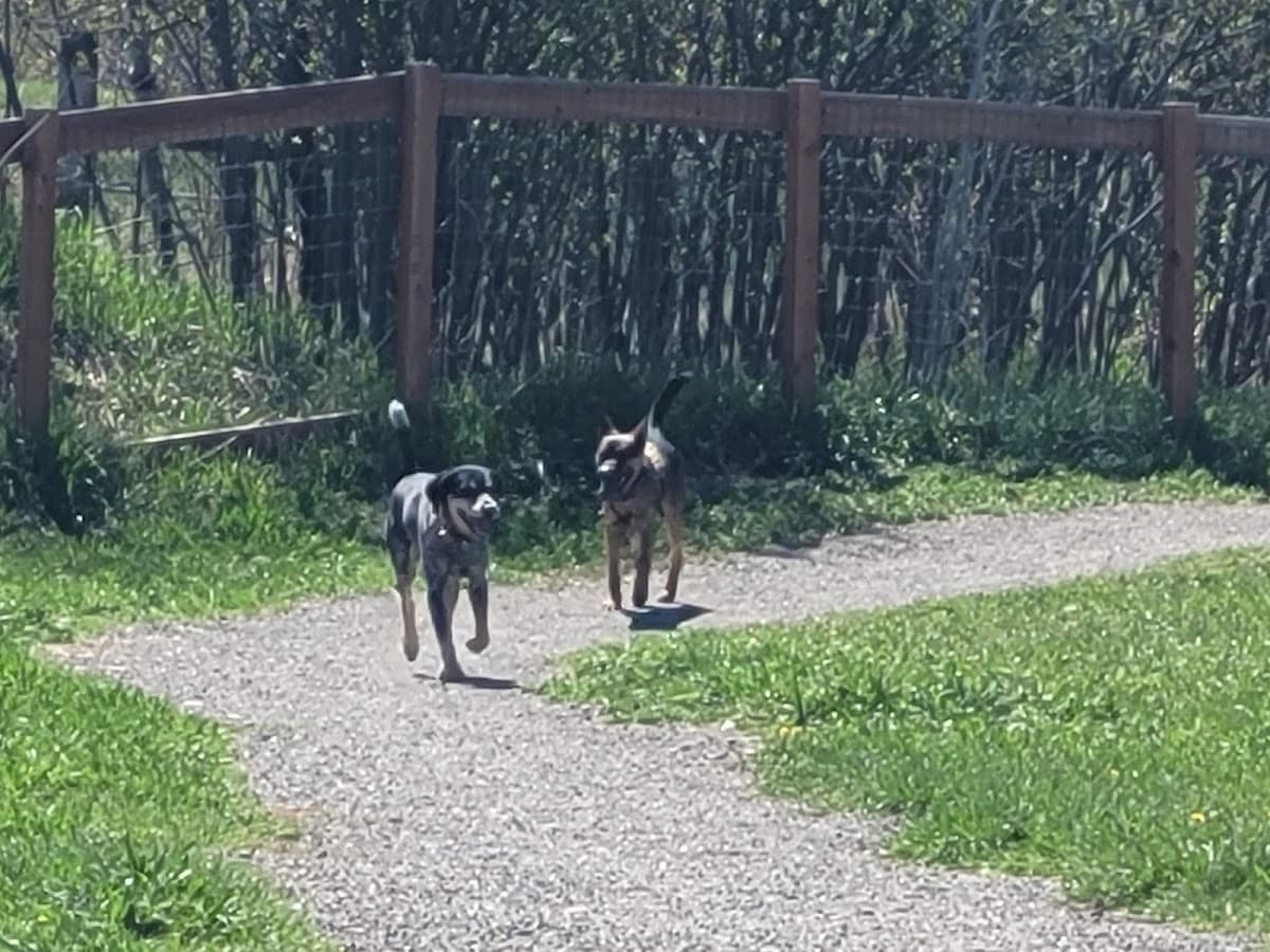 Story Mill Dog Park