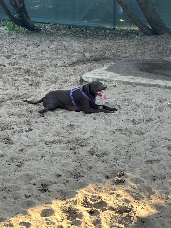 The Bark Park