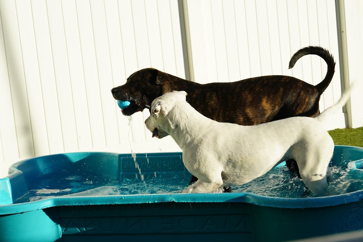 The Pet Spot
