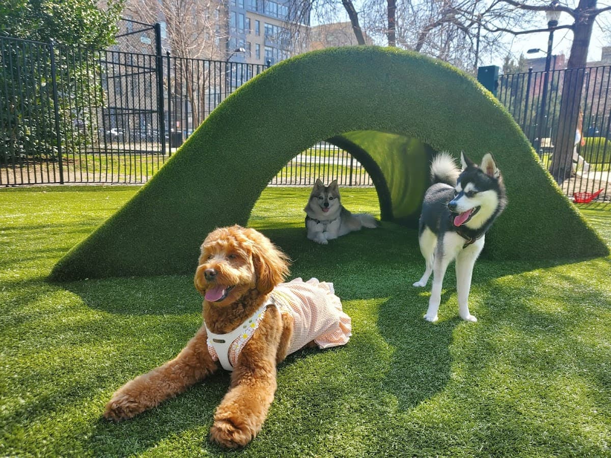 Urban Pups