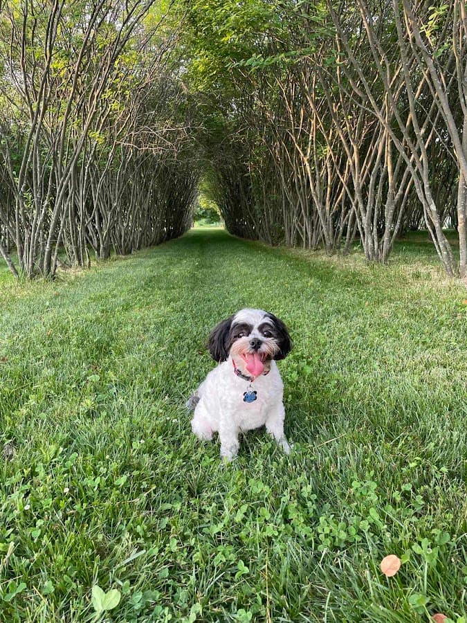 Walnut Woods Dog Park