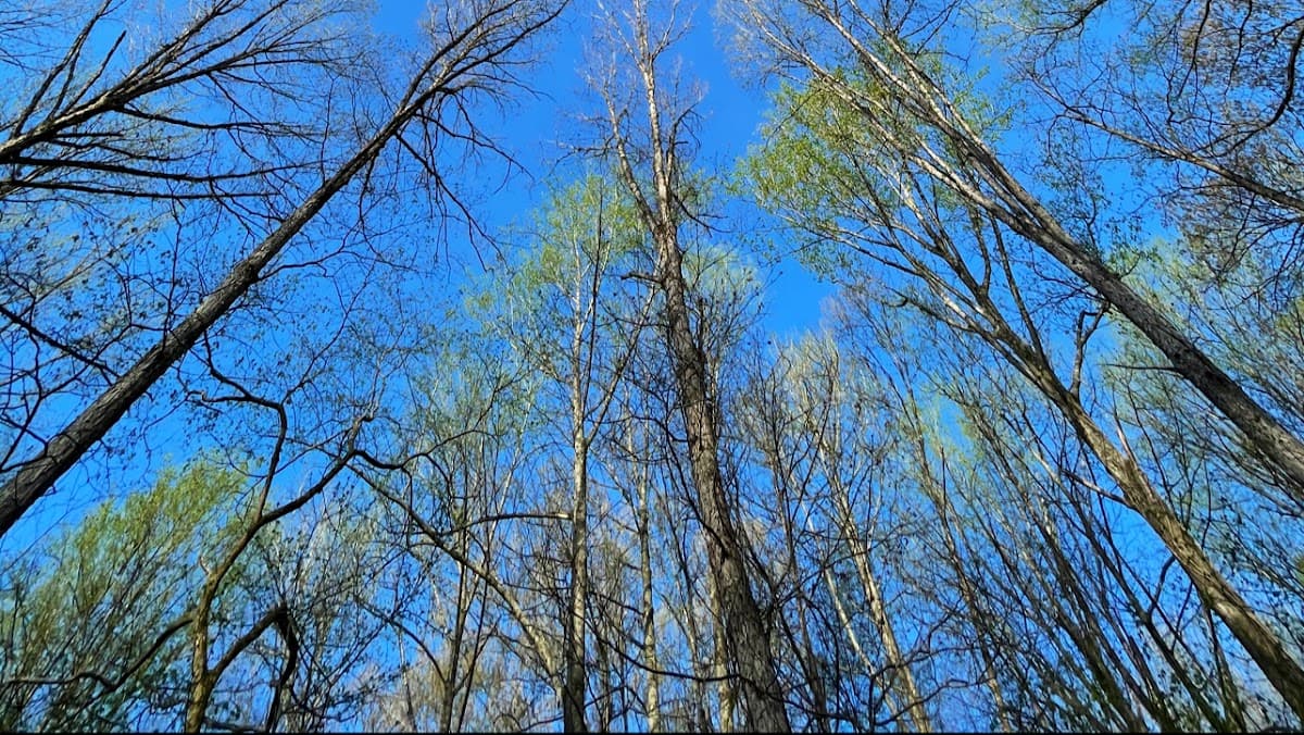 Wesselman Woods