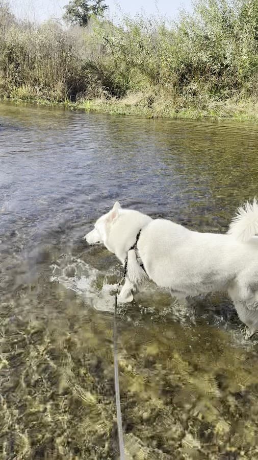Woodward Dog Park