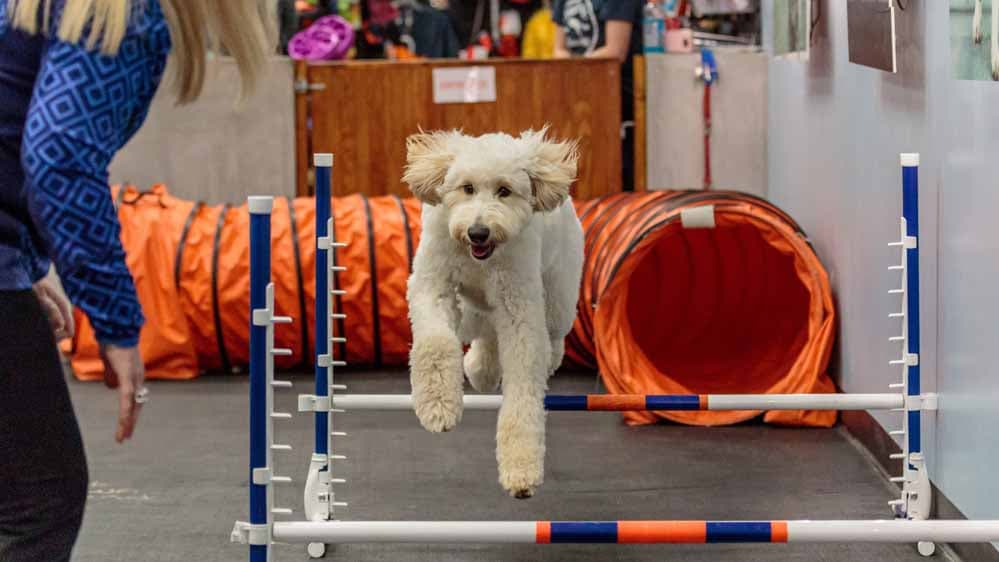 Zoom Room Dog Training