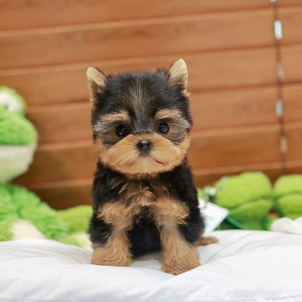 5-Star Teacup Breeders/Staffordshire Bull Terrier Puppies For Sale-Purebred Babies / Teacup Puppies for sale