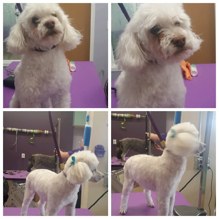 A Diamond in the Ruff Pet Styling
