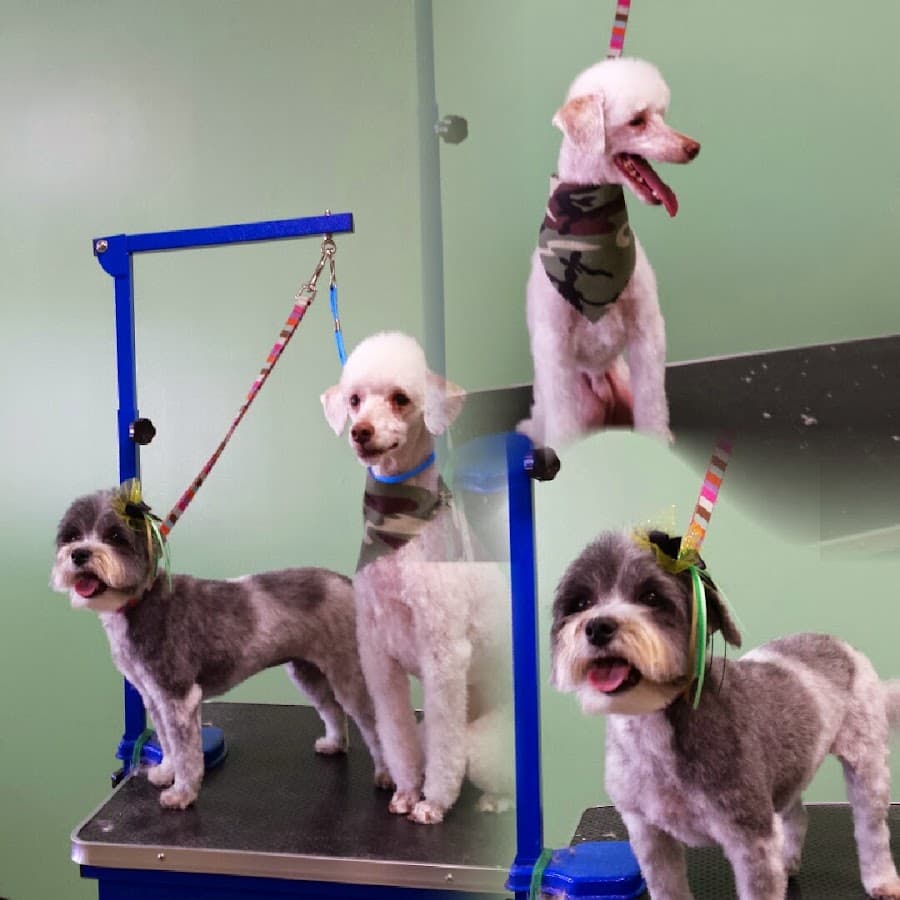 A Hounds Haven