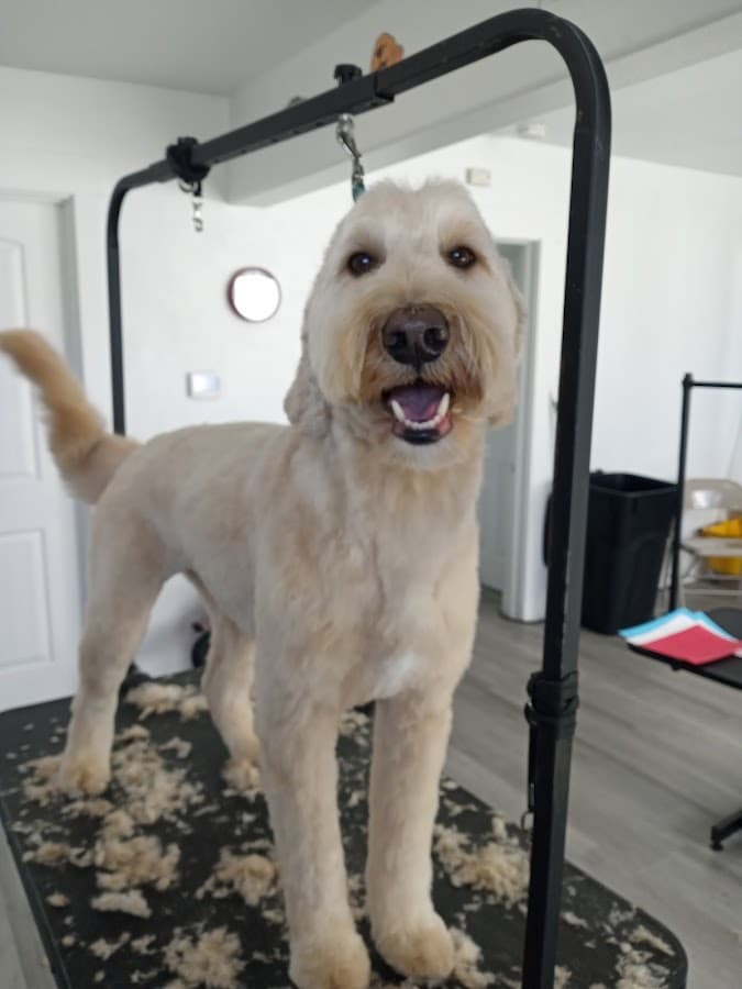 Barking Beauties Pet Salon and Wellness
