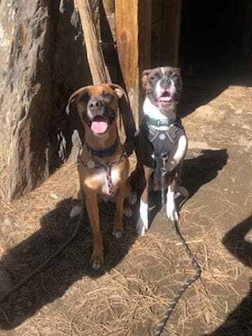 Barks & Bubbles
