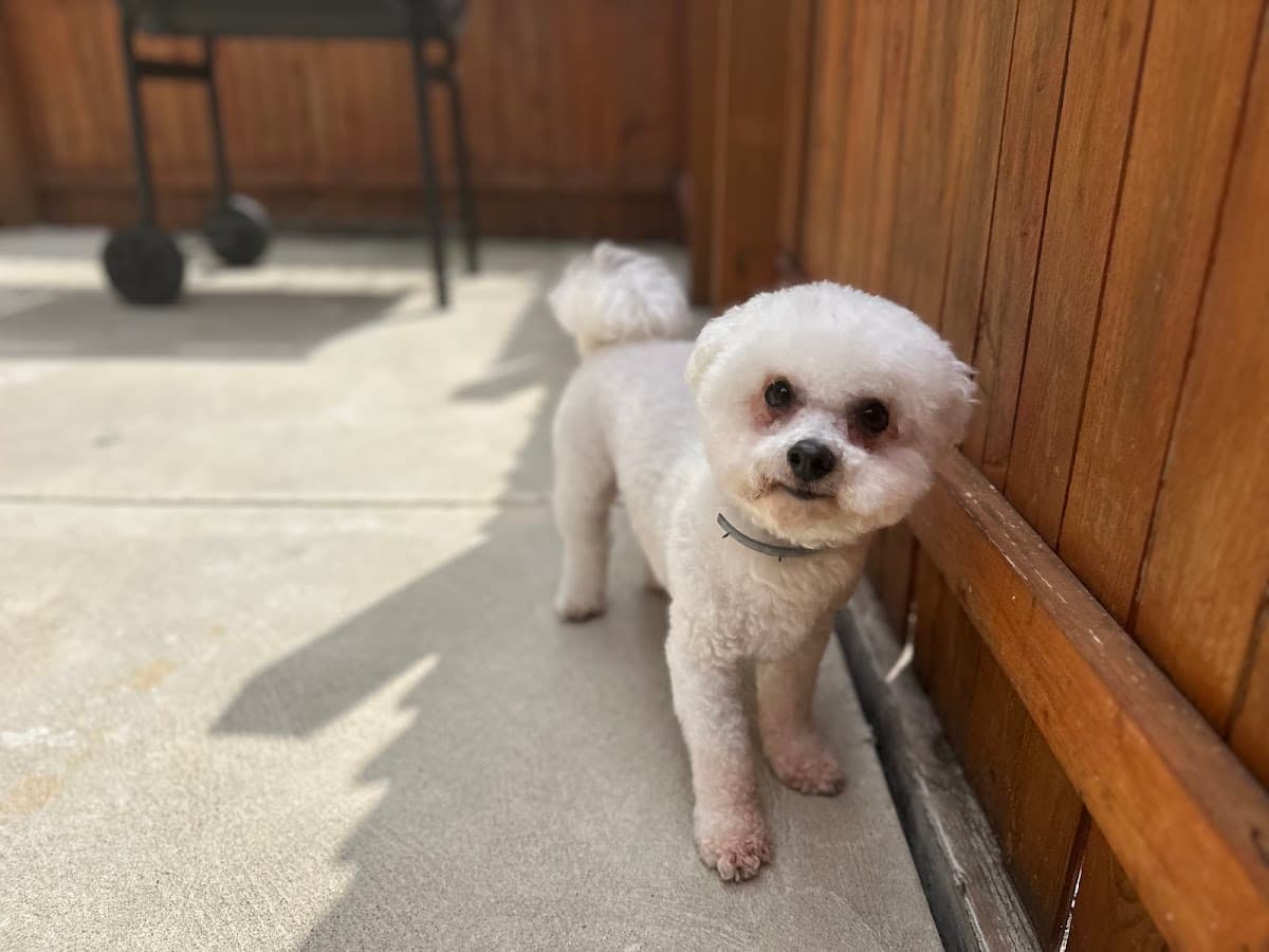 Best in Show Grooming - BREWERYTOWN