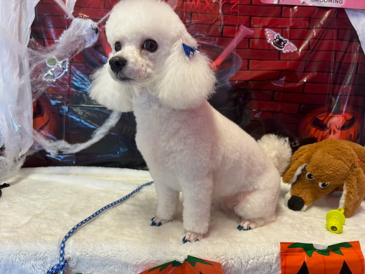 Bombon Pet Boutique