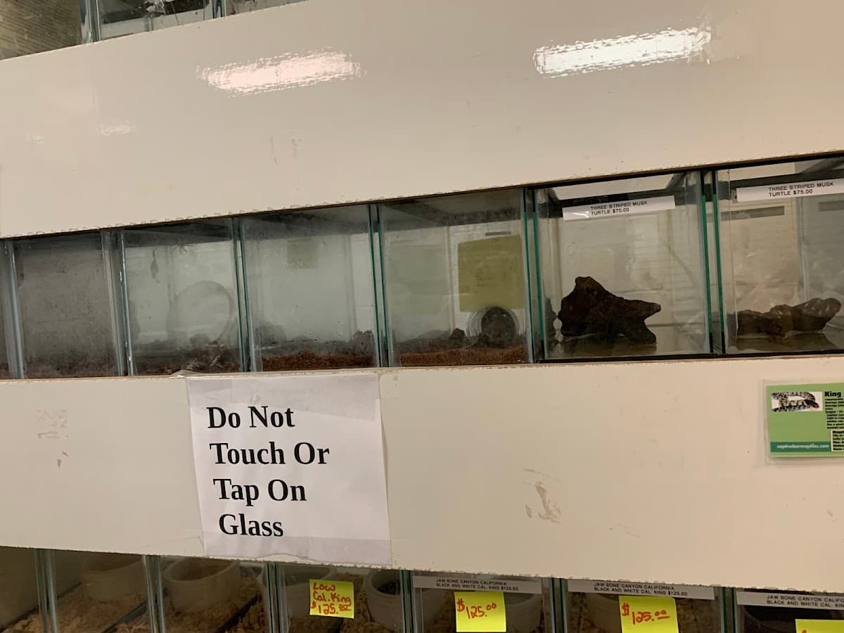 Captive Born Reptiles