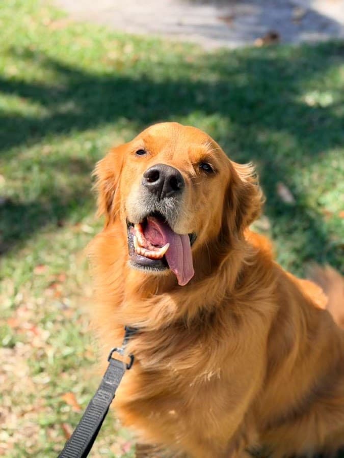 Equipaws Pet Services