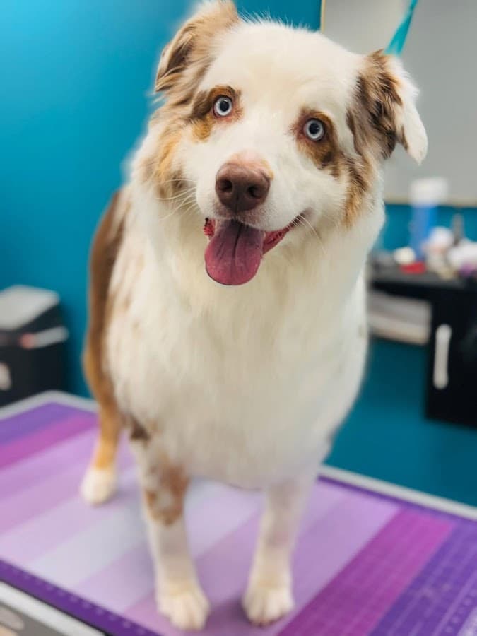 Furry and Fabulous pet grooming