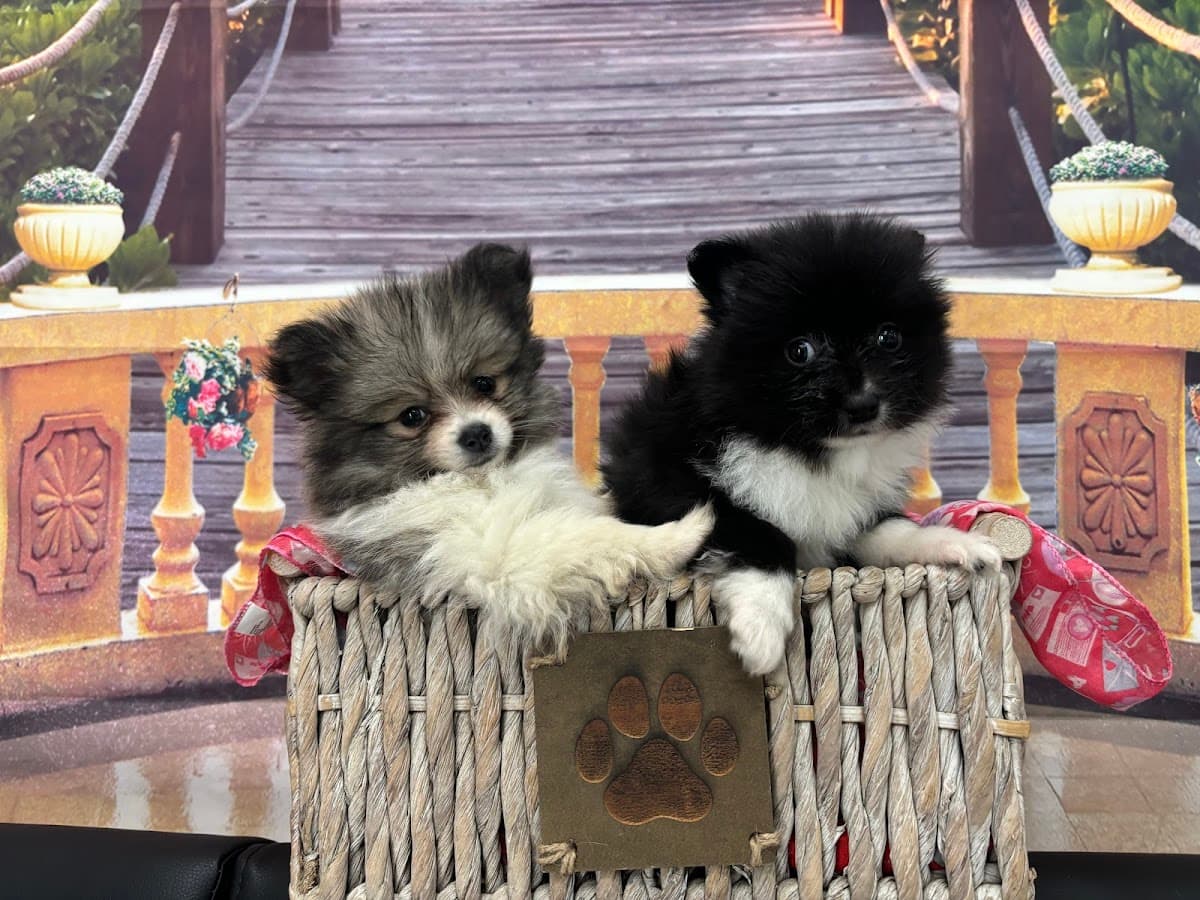 @GorgeousPuppies_ and @puppiesg_ (instagram)/puppies for sale in miami