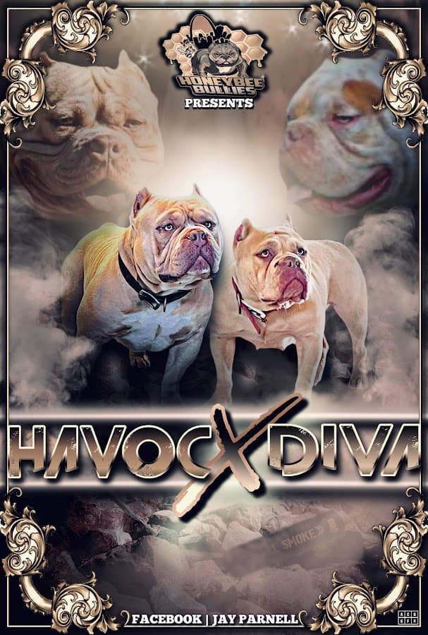 Honeybee Bullies Mobile Pet Services LLC