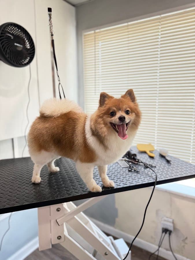 Magic Scissors Doggie Spa & Boutique