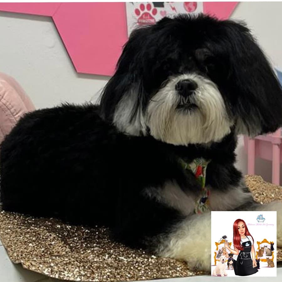 Miami Grooming Supplies by Pimp My Dog
