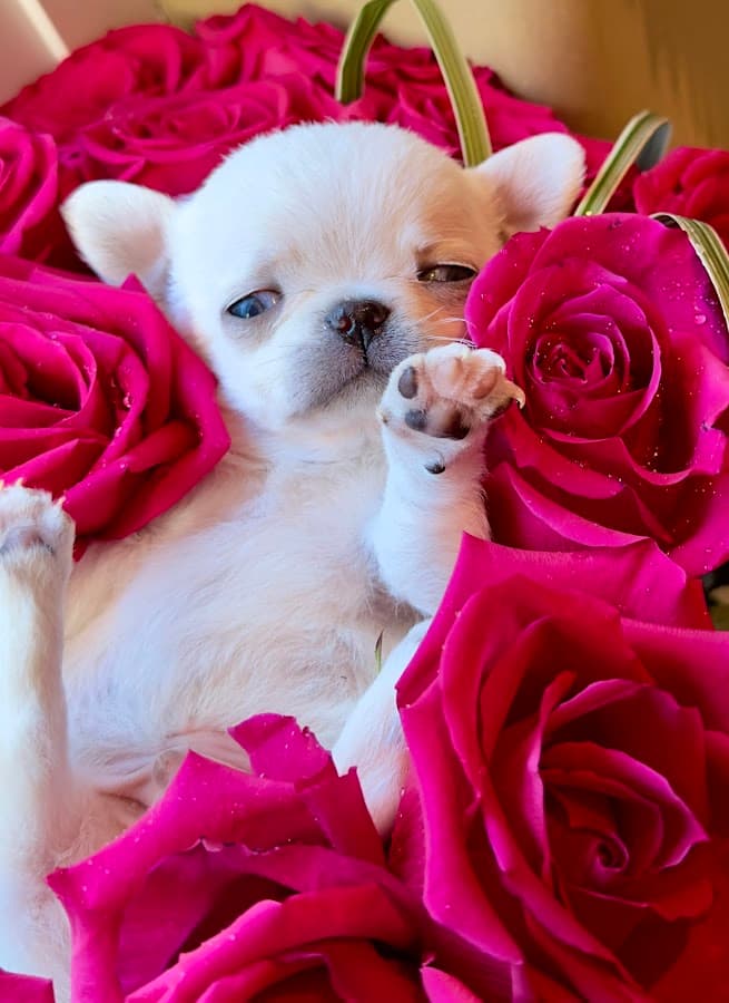 Millionaire Puppy Family