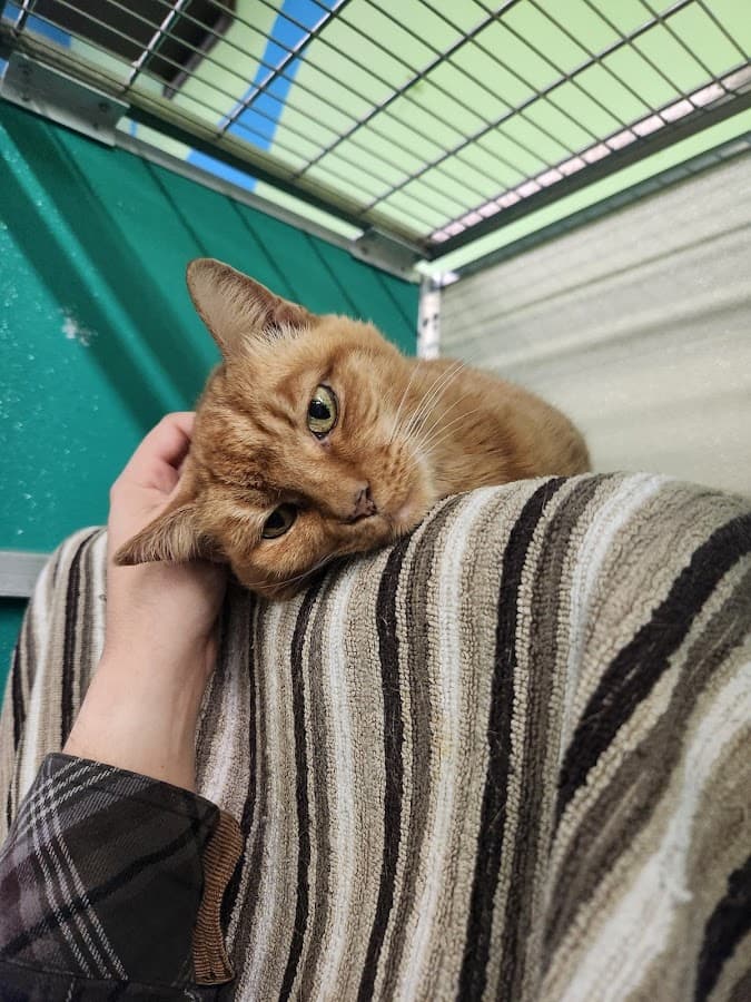 Norfolk Animal Care and Adoption Center