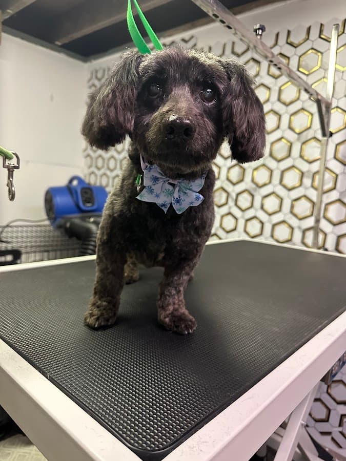Pawlished Pup: Dog Behavior & Grooming Studio