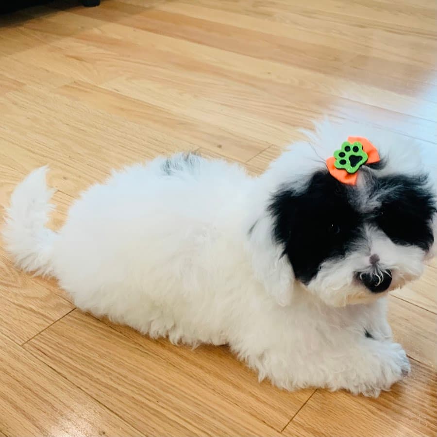 Pet Love Grooming Services Inc.