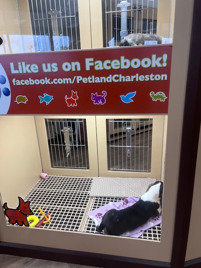 Petland Charleston
