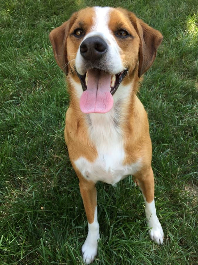 Pets Without Parents- Visits by Appointment