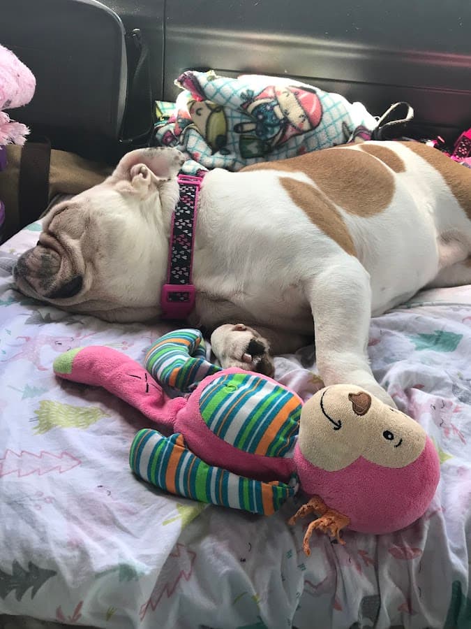 PetsHotel Henderson