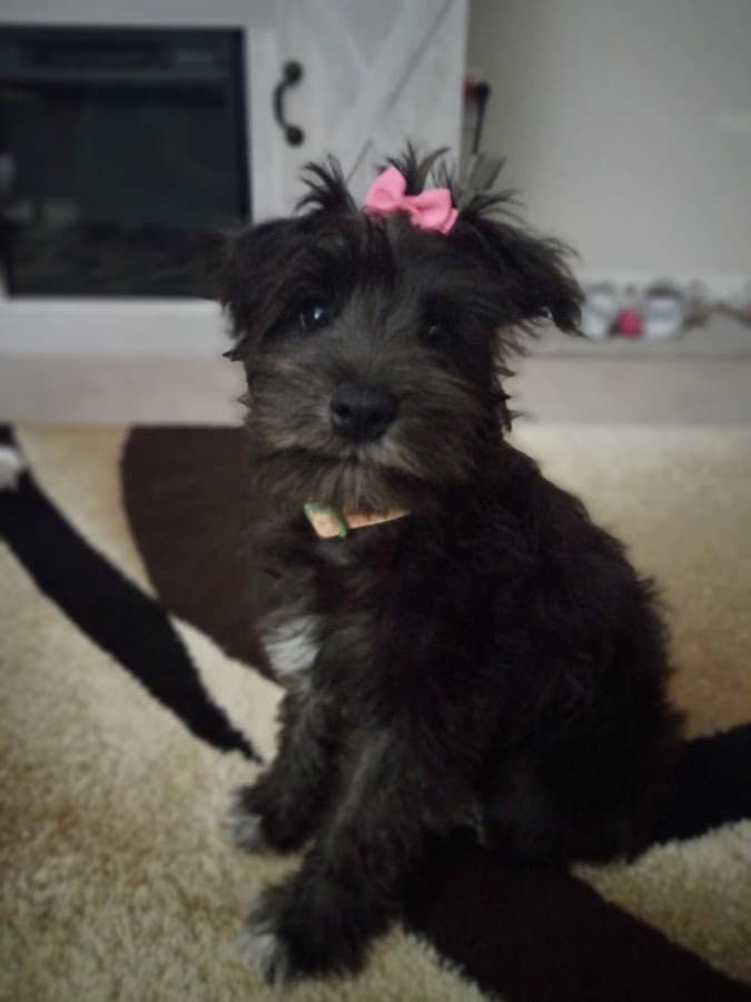 PetSmart Grooming