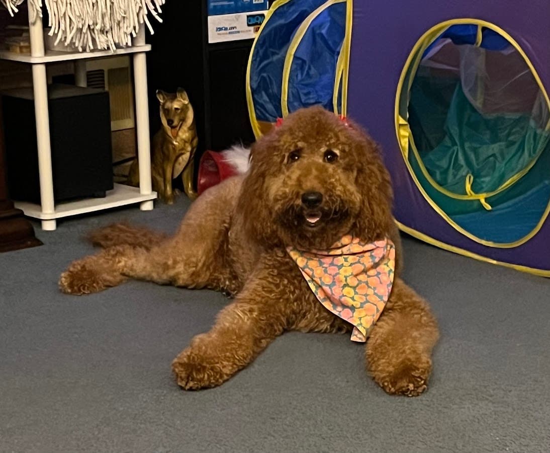 PetSmart Grooming