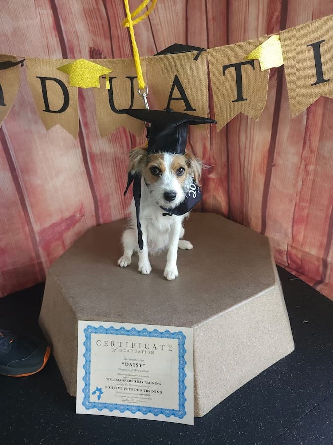 Positive Pets Dog Training