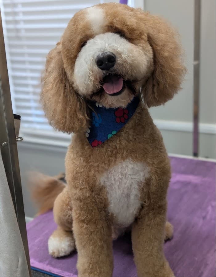 Precision Grooming Spa SUPERSTORE Montgomery on Eastdale Circle