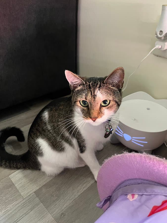 Purr Life Luxury Cat Resort & Grooming: Greensboro