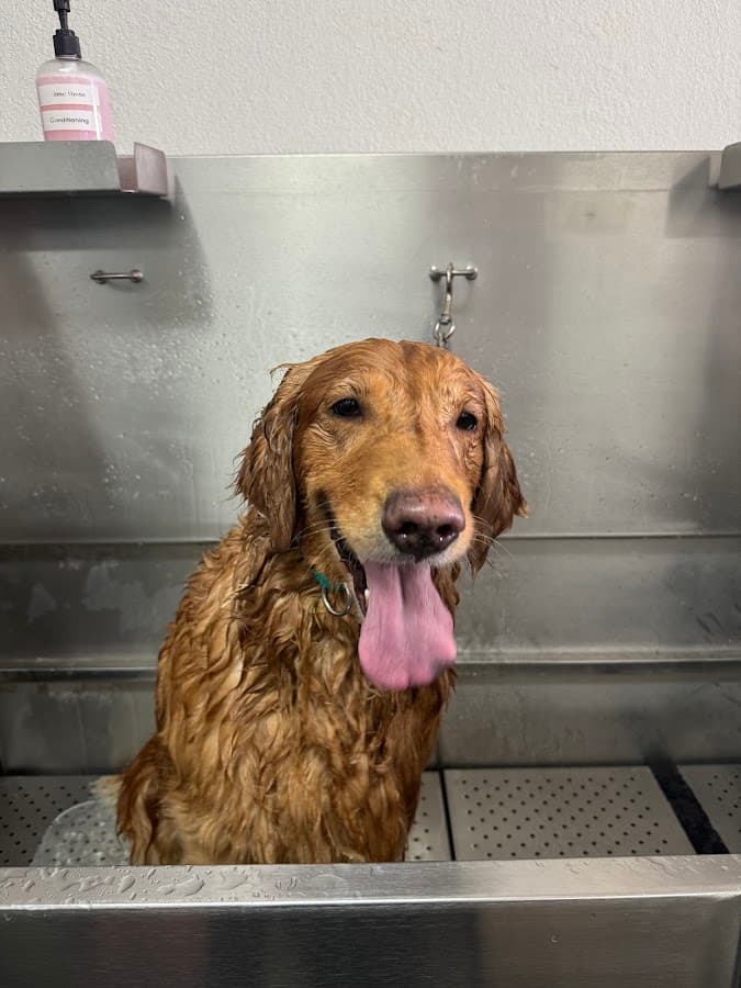 Soapy Paws Self Dog Wash