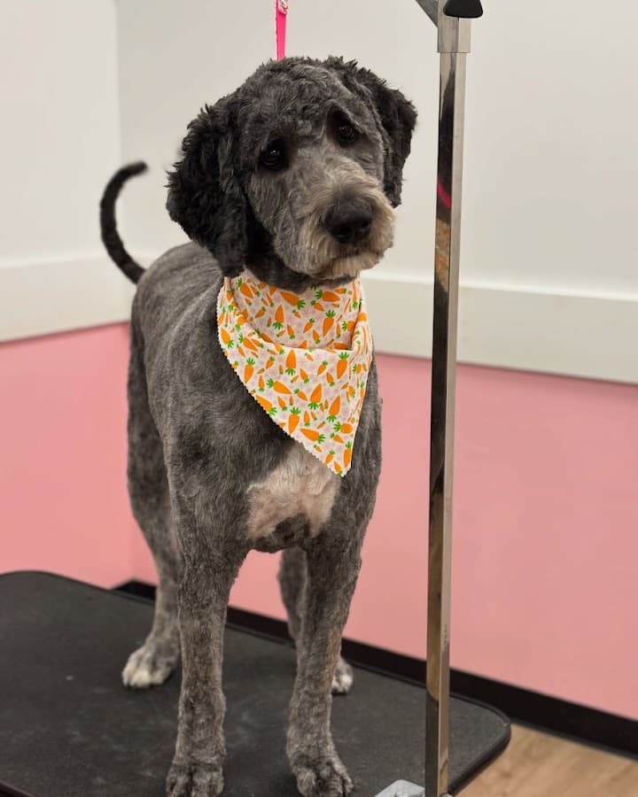 Woof Gang Bakery & Grooming Virginia Beach