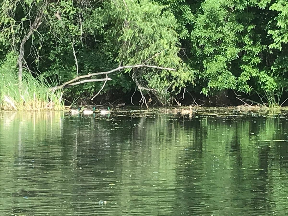 Bass Lake Park