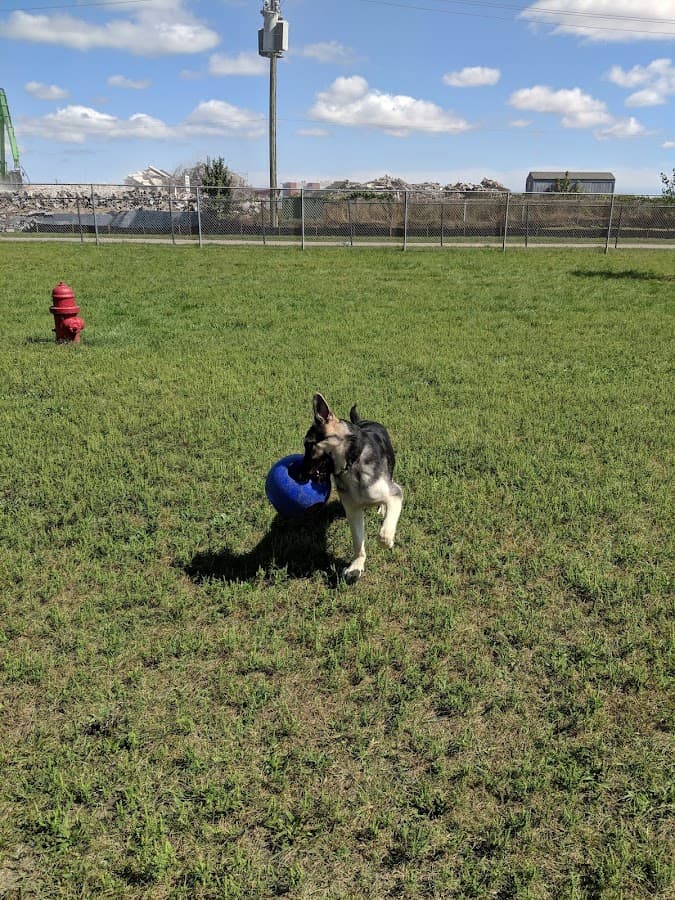 Dog Park
