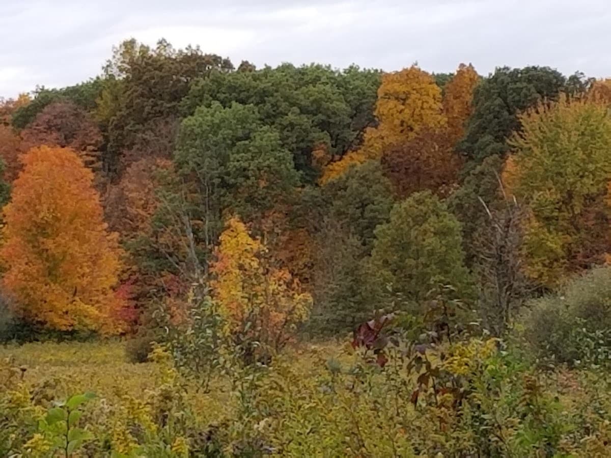 Goldenrod Pet Trail