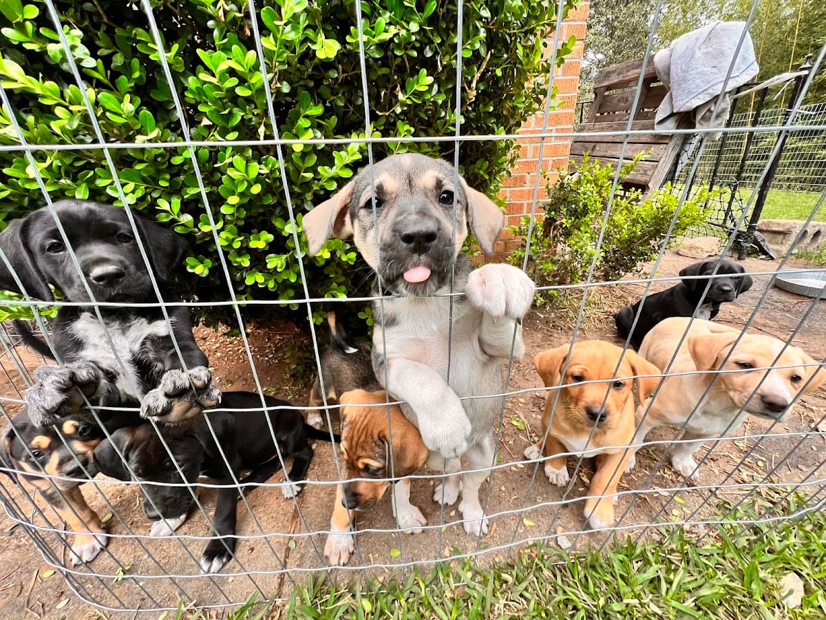 Hub City Humane Society