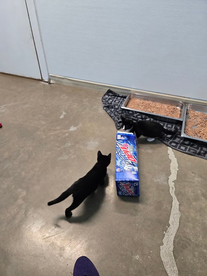 Juneau Animal Rescue
