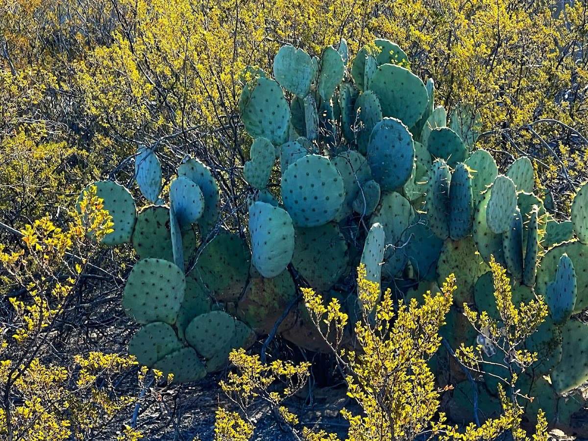 La Buena Vida Park