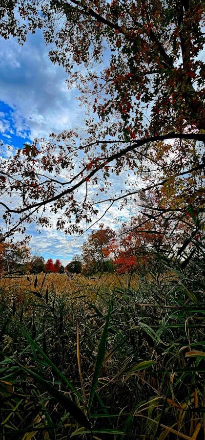 McKownville Park
