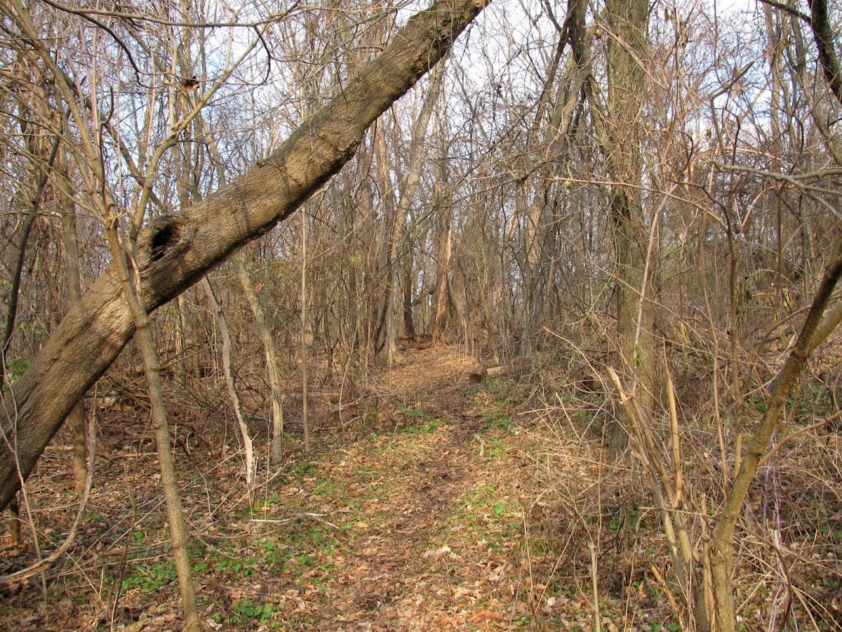 Molin Nature Area