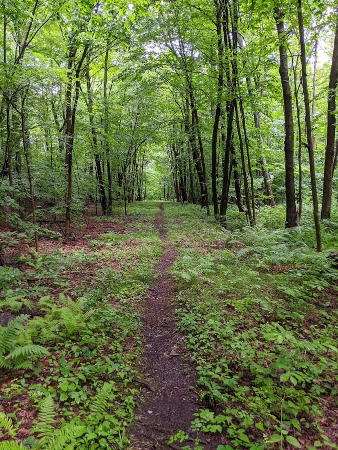 Moreland Woods Conservation Restriction
