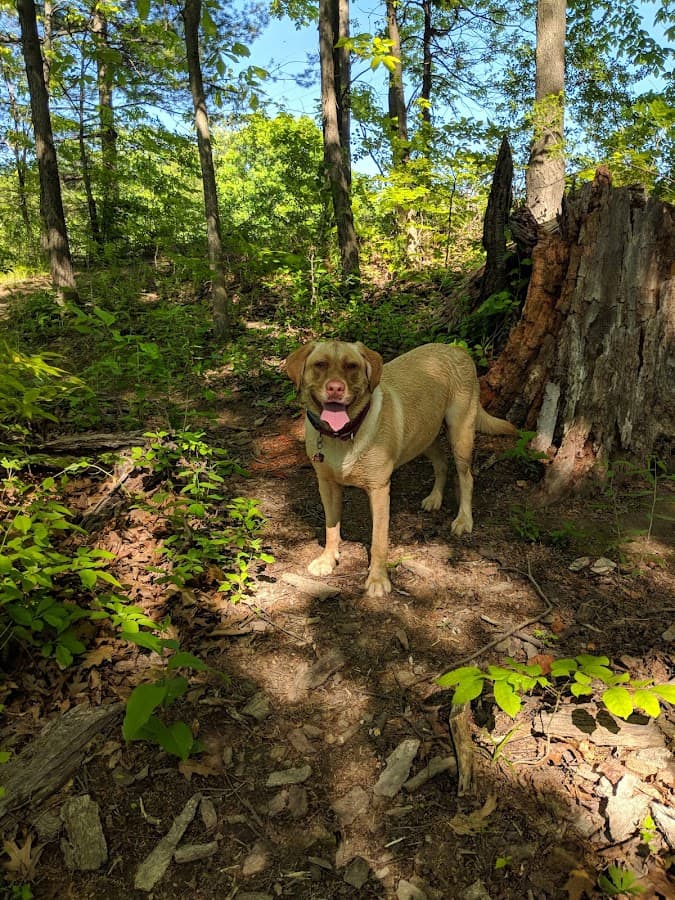 Normanskill Farm Dog Park