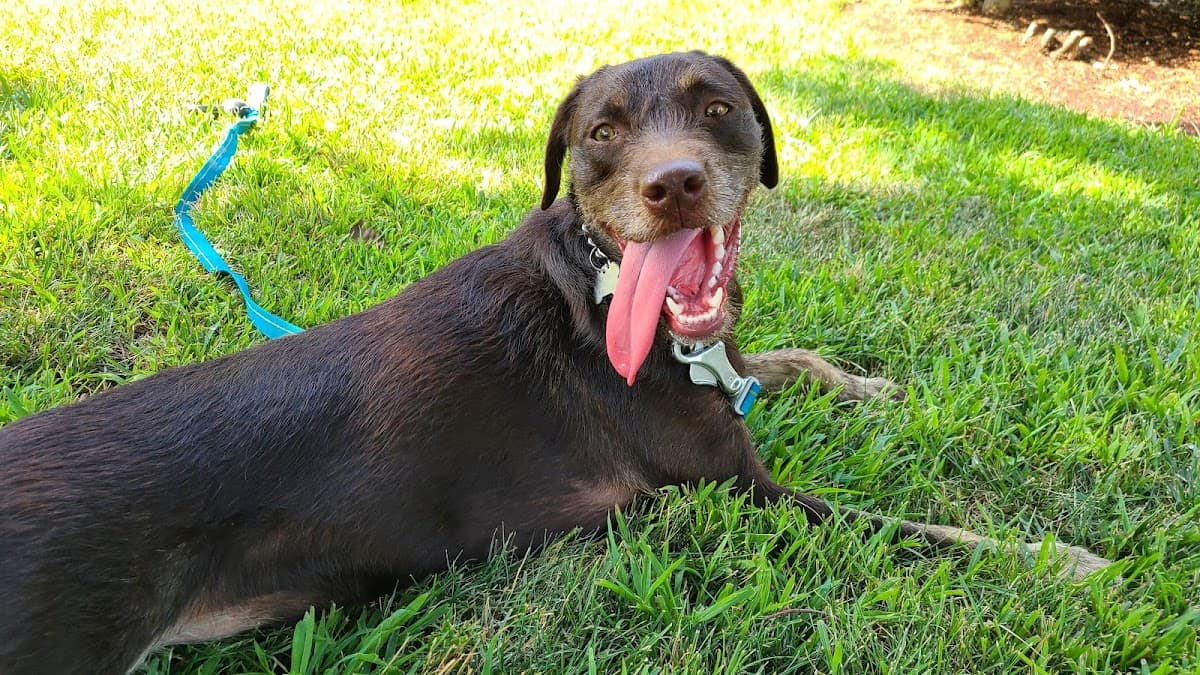 Pemberton Street Dog Run