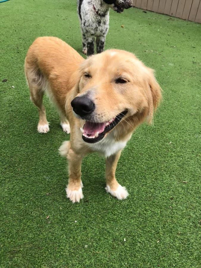 PRIVATE Cahaba Beach Dog Park